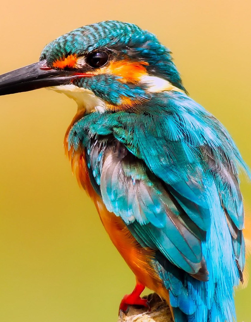 Common kingfisher